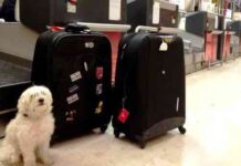 viajar con tu mascota – durante el viaje
