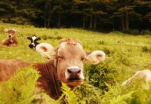 derechos de los animales