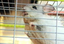 derechos de los animales