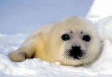 derechos de los animales