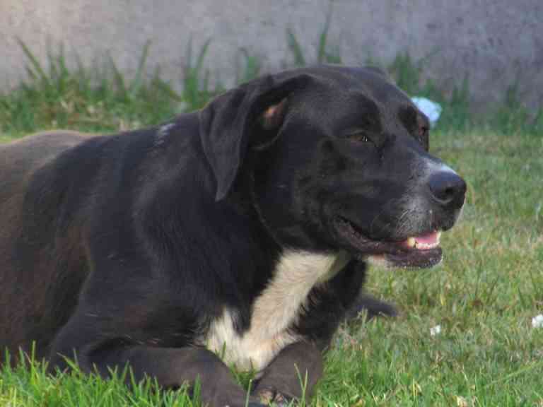 Cuidados ante mordida de perro