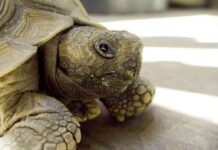 cuidar a las tortugas