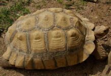 cuidar a las tortugas