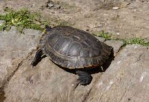 cuidar a las tortugas