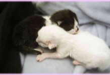 cuidar un gato recién nacido