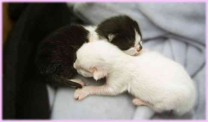 Ideas para cuidar un gato recién nacido