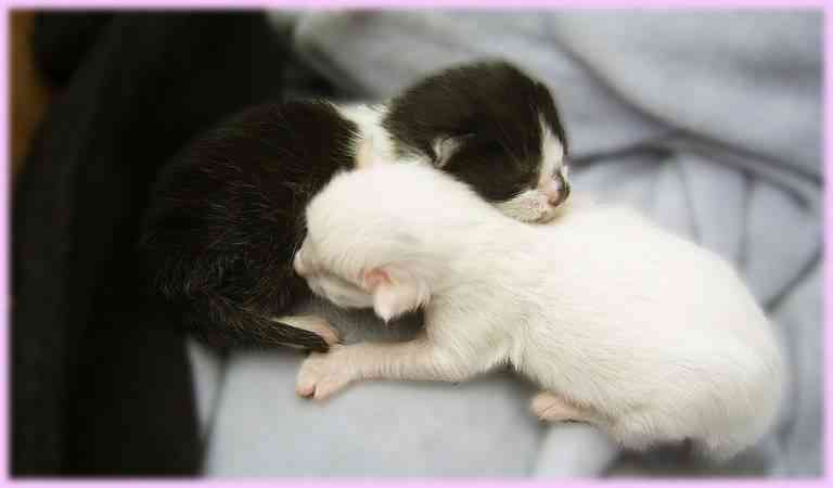 Ideas para cuidar un gato recién nacido