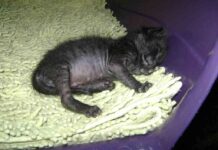 cuidar un gato recién nacido