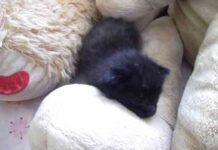 cuidar un gato recién nacido