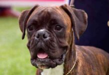 veterinarios voluntarios