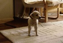 veterinarios voluntarios