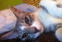 veterinarios voluntarios