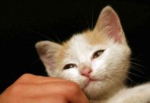 veterinarios voluntarios