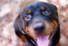 perros que salvaron vidas