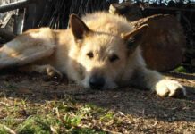 perros que salvaron vidas