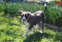 perros que salvaron vidas