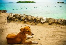 perros que salvaron vidas