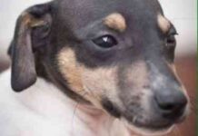 adoptar mascotas online