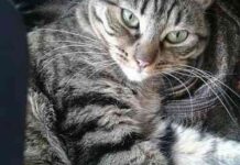 adoptar mascotas online