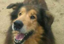 adoptar mascotas online