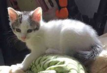 adoptar mascotas online