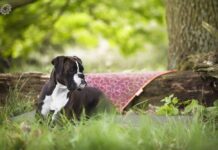 entrenar a un perro adulto[1]