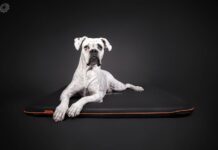 entrenar a un perro adulto[2]