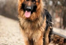 entrenar a un perro adulto2