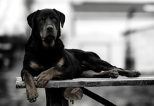 entrenar a un perro adulto2