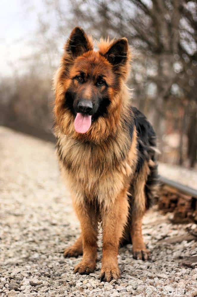 entrenar a un perro adulto2