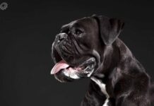 entrenar a un perro adulto[3]