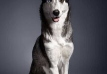 entrenar a un perro adulto[4]