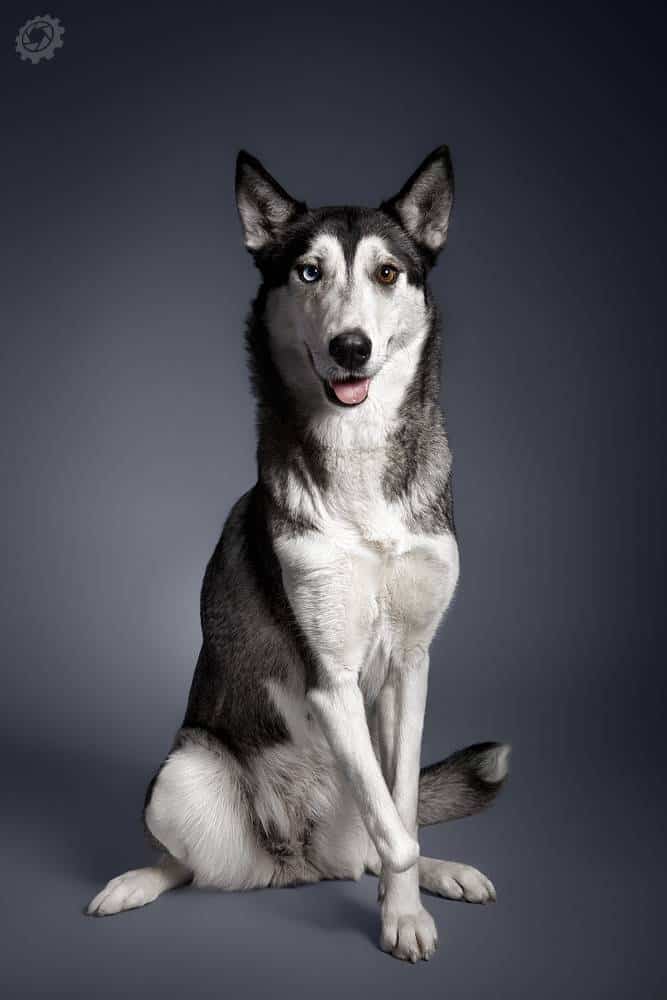 entrenar a un perro adulto[4]