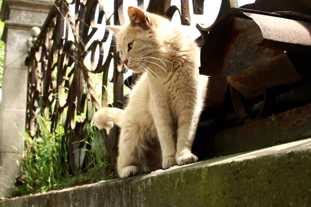 golpe de calor en tu mascota[2]
