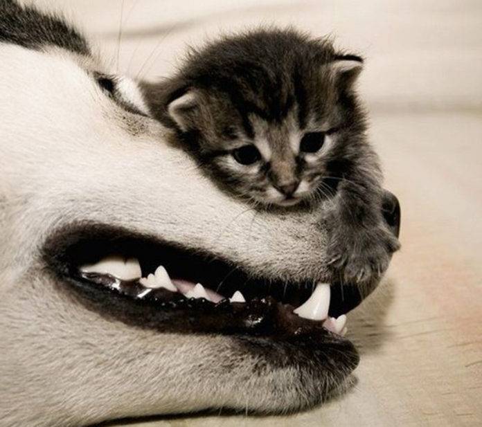 golpe de calor en tu mascota[3]