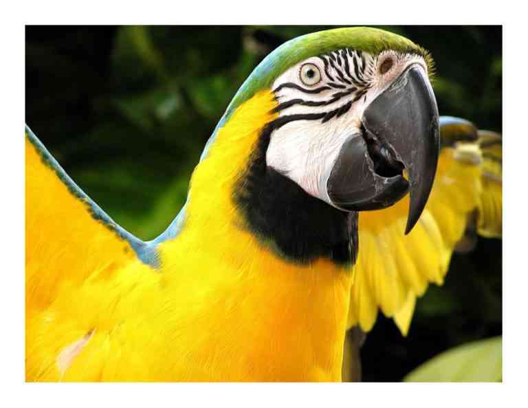 Cómo cuidar loros en verano Cómo cuidar loros en verano