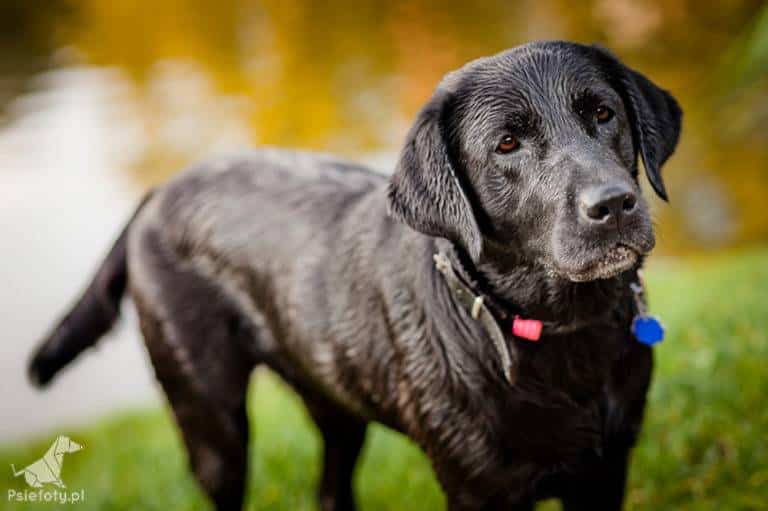 Perro labrador raza, características y morfología Perro labrador raza, características y morfología