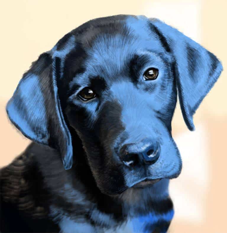Todo lo que has de saber sobre el perro labrador Todo lo que has de saber sobre el perro labrador