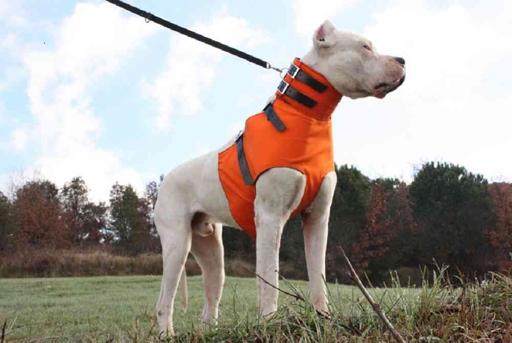 collares para perros