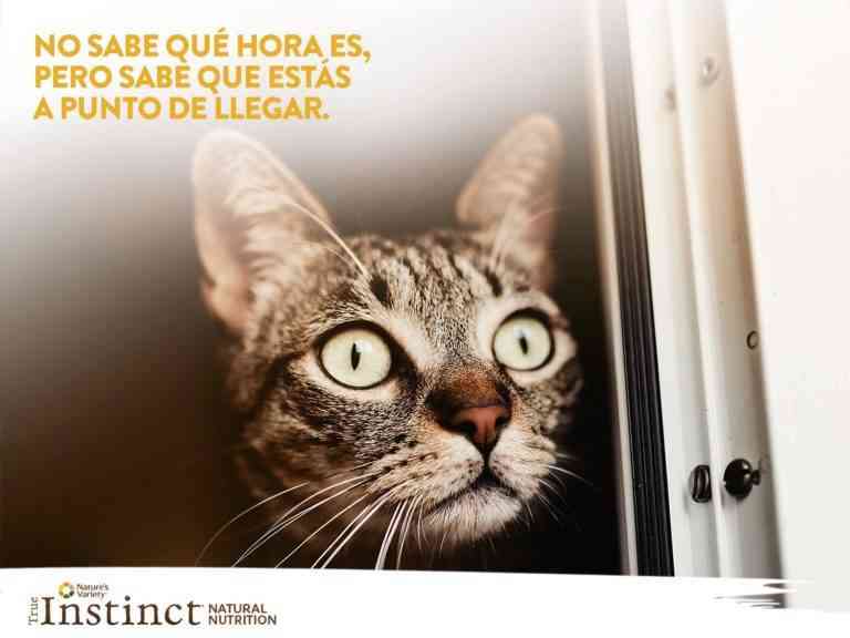 La nutrición natural para perros y gatos #confíaensuinstinto La nutrición natural para perros y gatos #confíaensuinstinto