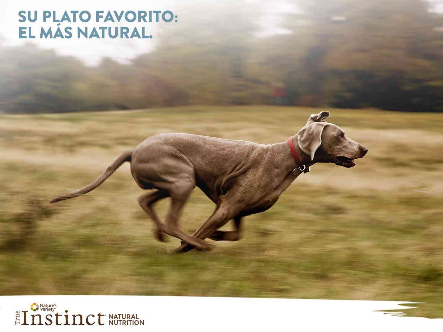La nutrición natural para perros y gatos #confíaensuinstinto 6 Perro_Su plato favorito El más natural