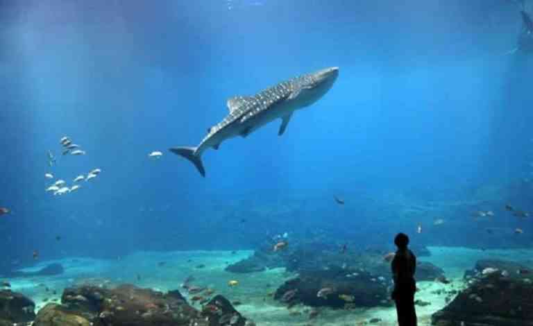 acuarios de agua fría