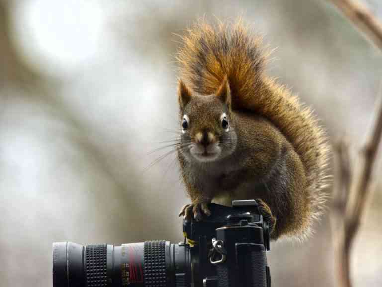 ardillas domésticas
