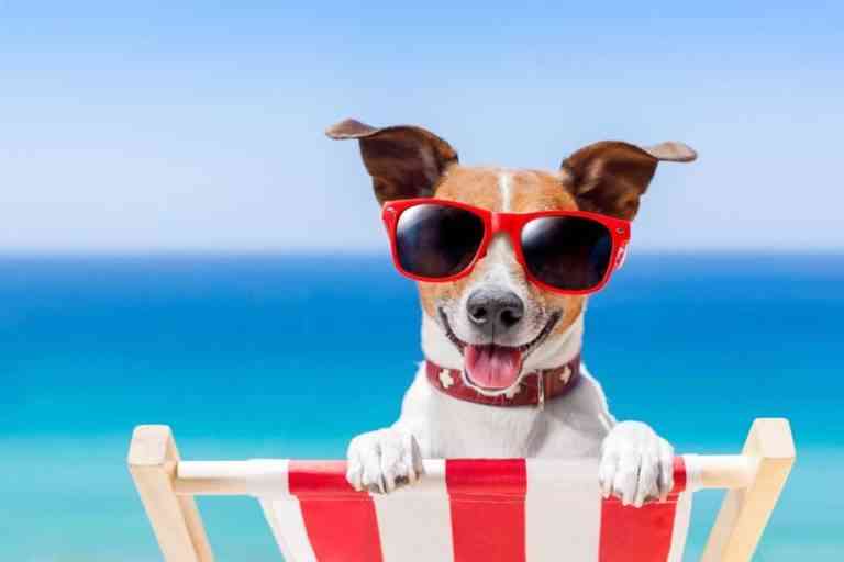 Las playas para perros de España y algunos consejos para el verano