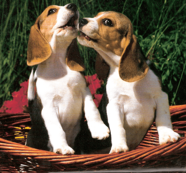 adiestramiento para beagles