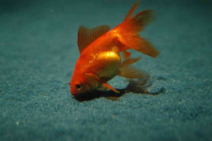 enfermedades del goldfish