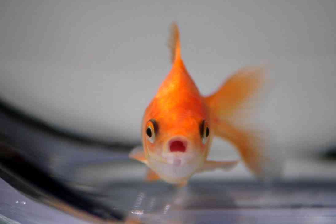 enfermedades del goldfish