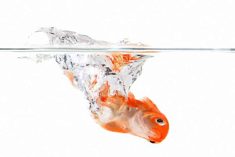 enfermedades del goldfish