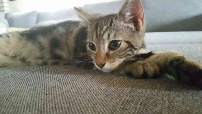 ensenar-trucos-a-un-gato enseñar trucos a un gato