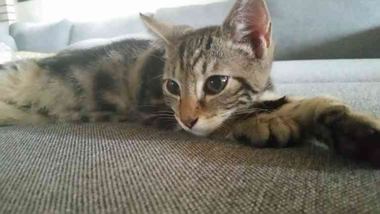 enseñar trucos a un gato